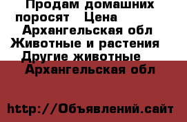 Продам домашних поросят › Цена ­ 7 000 - Архангельская обл. Животные и растения » Другие животные   . Архангельская обл.